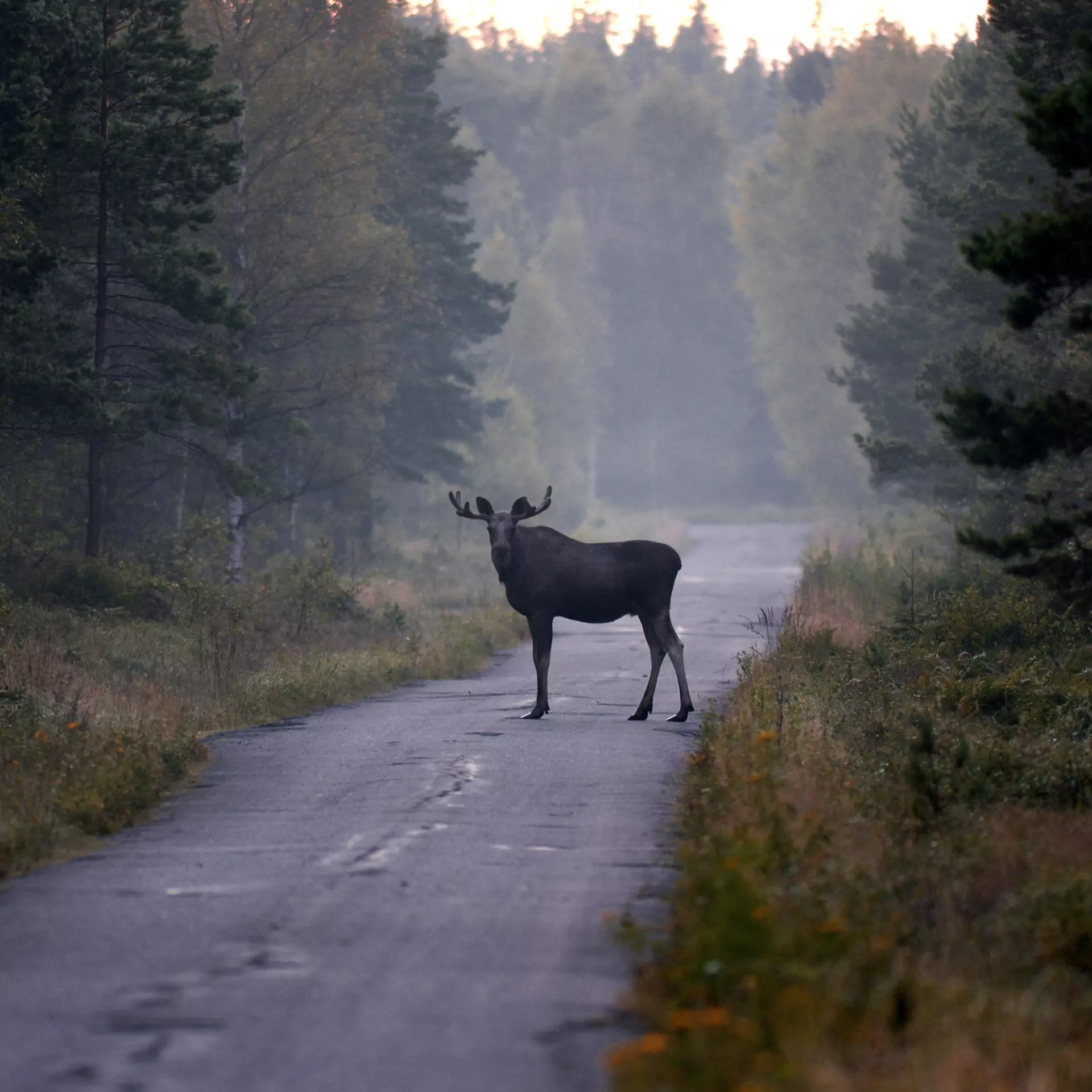 Blockerad tjänst
